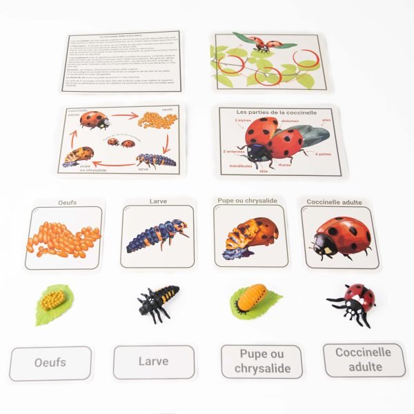 Cartes jeu de cycle de vie Montessori