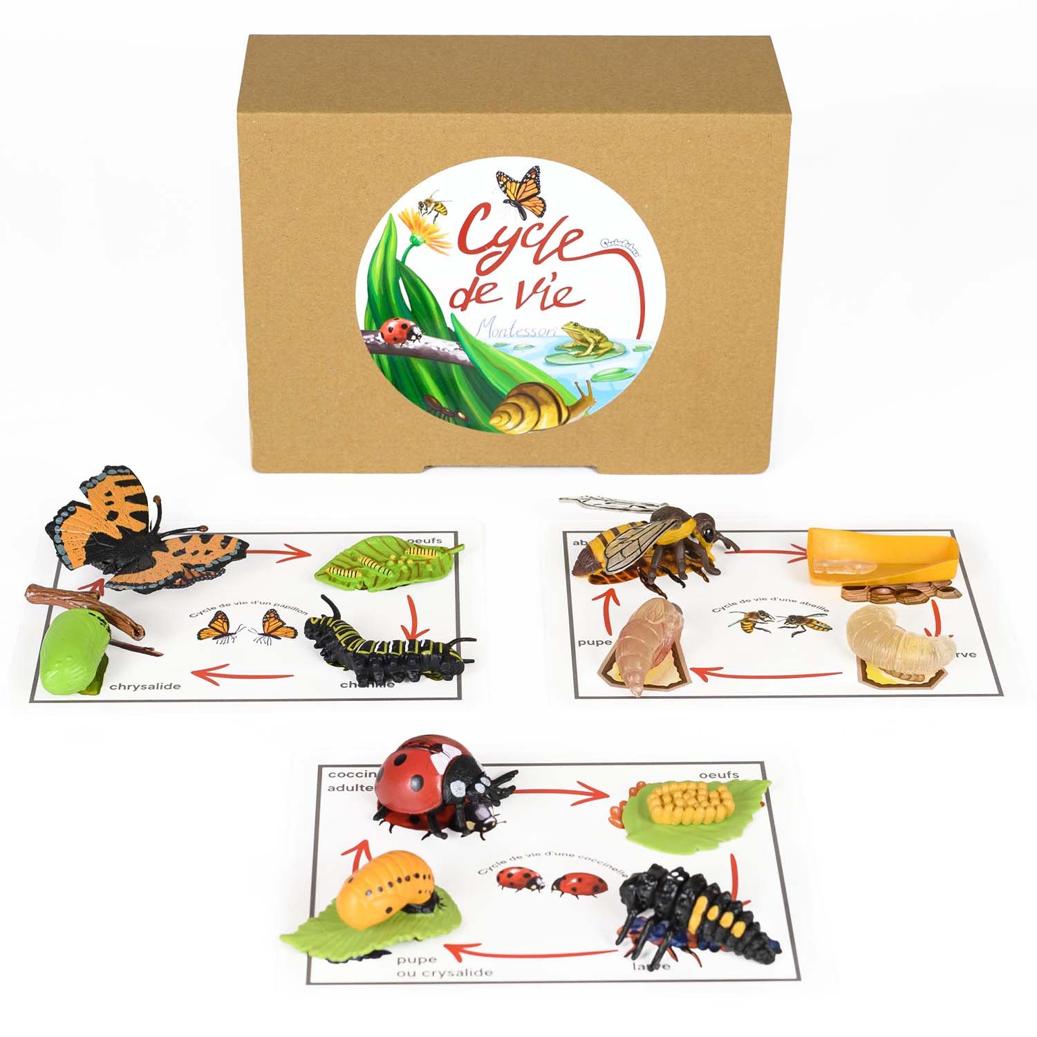 PACHA ECHECS® – Jeu de Cycle de vie d'insectes – Matériel Éducatif  Montessori pour Apprendre l'évolution d'insectes, Outil pédagogique, Biologie – Figurines réalistes