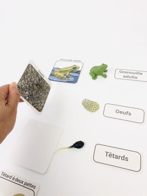 Pacha Echecs® - Cycle de vie grenouille cartes Montessori