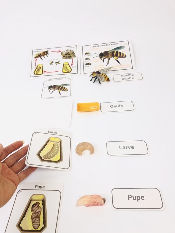 Pacha Echecs® - Cycle de vie abeille cartes Montessori