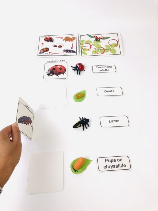 Pacha Echecs® - Cycle de vie coccinelle cartes Montessori