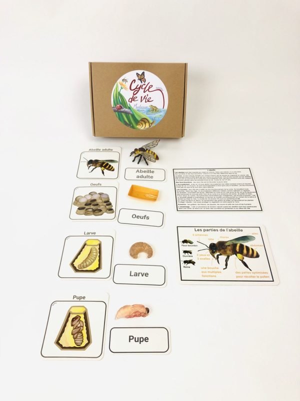 Pacha Echecs® - Cycle de vie de l'abeille Montessori