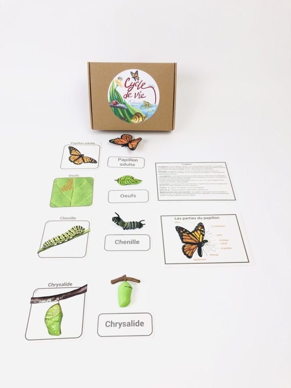 Pacha Echecs® - Cycle de vie du papillon Montessori