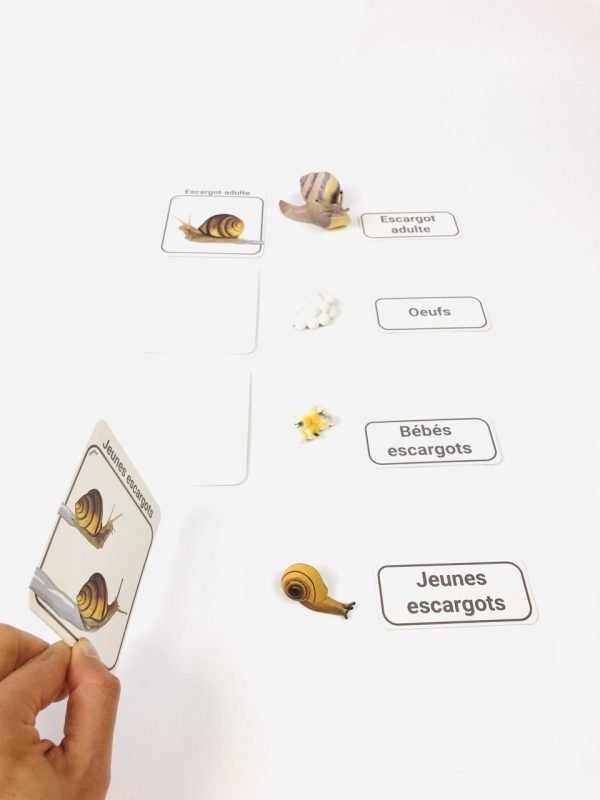 Pacha Echecs® - Cycle de vie escargot cartes Montessori