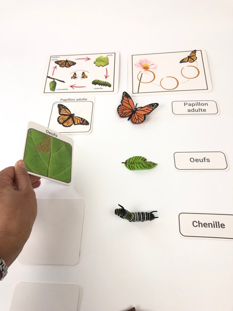 Pacha Echecs® - Cycle de vie papillon cartes Montessori