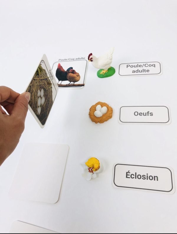 Pacha Echecs® - Cycle de vie poule cartes Montessori