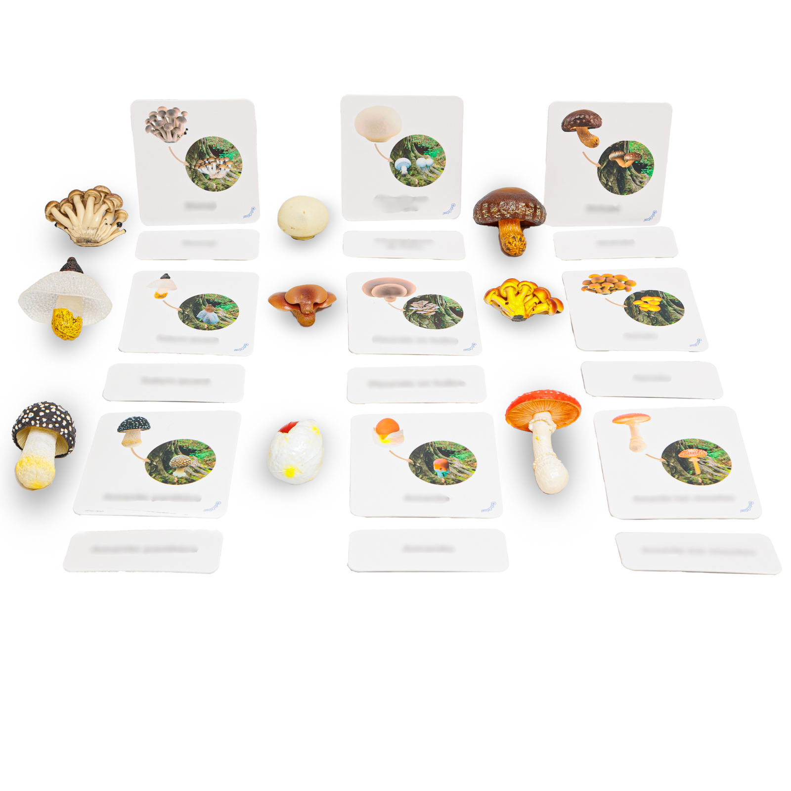 Cartes champignons Pacha Echecs