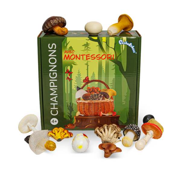 Champignons Montessori