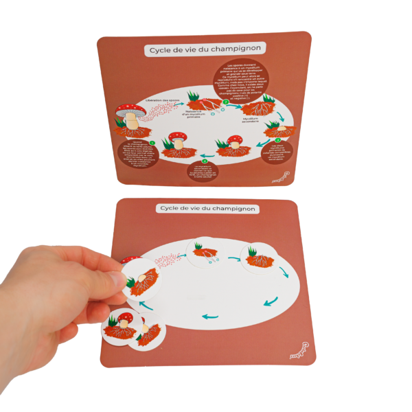 PACHA ECHECS® - Kit éducatif Montessori avec Champignons & Figurines - Éveil naturel à la Biodiversité pour Enfants - Apprendre en s'amusant 🍄🌿 – Image 4