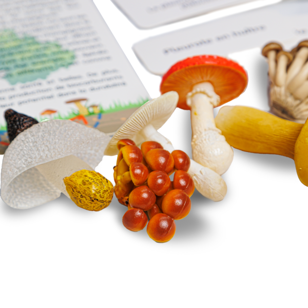 PACHA ECHECS® - Kit éducatif Montessori avec Champignons & Figurines - Éveil naturel à la Biodiversité pour Enfants - Apprendre en s'amusant 🍄🌿 – Image 6